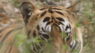 Tiger Face Behind Leaves GIF
