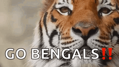 Tiger Face Close Up Go Bengals GIF