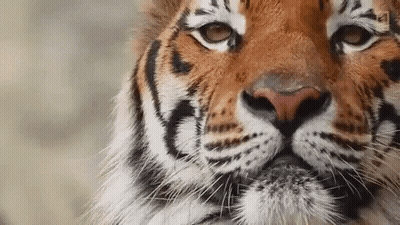 Tiger Face Close Up Looking At Camera GIF