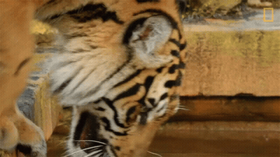 Tiger Face Close Up National Geographic GIF