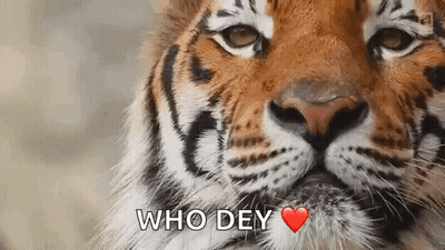 Tiger Face Saying Who Dey With Heart GIF