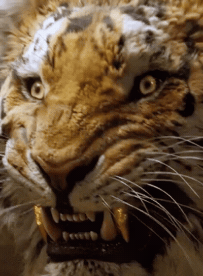 Tiger Face Showing Teeth GIF
