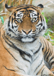 Tiger Fast Blinking Eyes