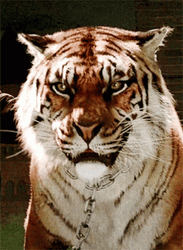 Tiger Growl Smile