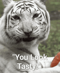 Tiger Human Food Hungry Meme