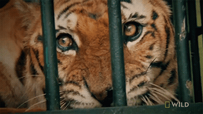 Tiger In Cage With Wild Logo GIF