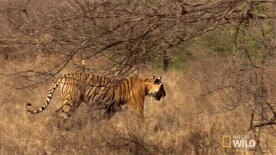 Tiger In Field With National Geographic Wild Logo GIF