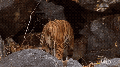 Tiger In Rocky Area National Geographic Wild Logo GIF