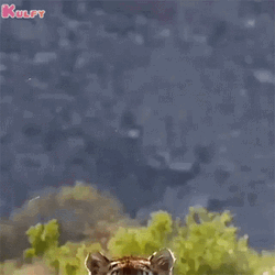 Tiger Jump Slow Motion
