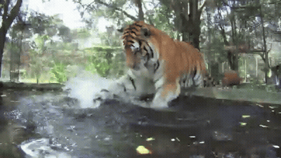 Tiger Jumping Into Water GIF