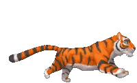Tiger Jumping With Open Mouth Sticker
