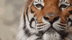 Tiger King Winking Tiger GIF