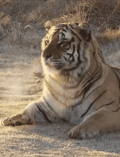 Tiger Laying Down In Dry Grass GIF