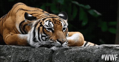 Tiger Laying On Rock With #WWF GIF