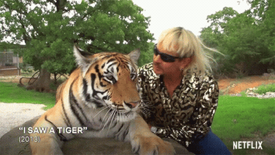 Tiger Lying Next To Man Saying I Saw A Tiger GIF