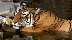 Tiger Nap Time On The Water GIF