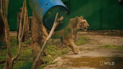 Tiger Next To Blue Barrel Saying Wild GIF