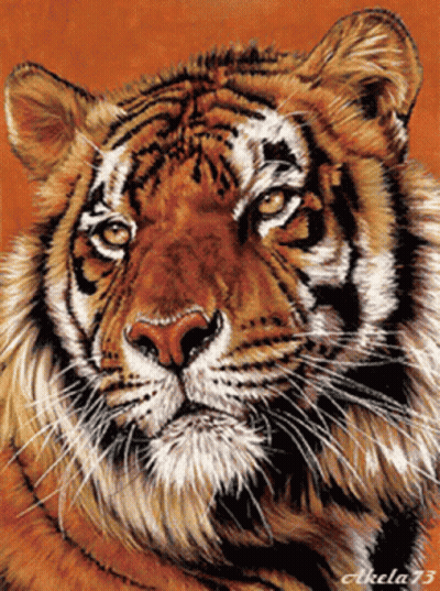 Tiger Painting With Number 73 GIF