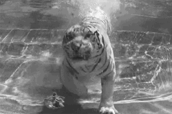 Tiger Roaming Underwater GIF