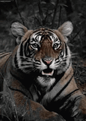Tiger Roar Yawning
