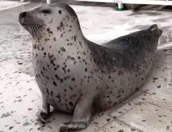 Tiger Seal Body Stretch GIF