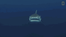 Tiger Shark Swimming Away Under Ocean GIF