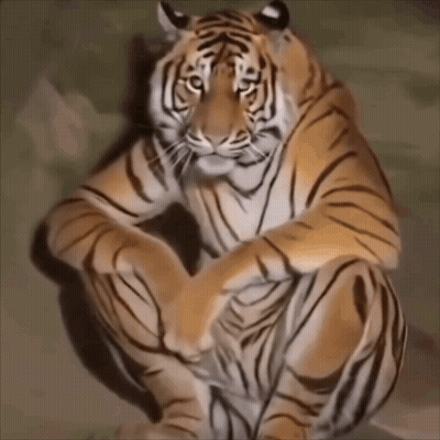 Tiger Sitting With Legs Crossed GIF