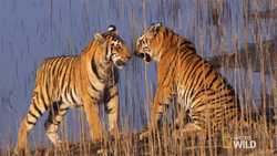 Tiger Sparring Forest Nat Geo Wild