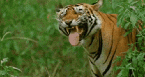 Tiger Sticking Tongue Out In Grass GIF