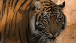 Tiger Sumatran Growl Nat Geo Wild