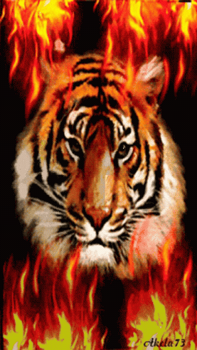 Tiger Surrounded By Flames Number 73 GIF