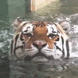 Tiger Swimming Head Float