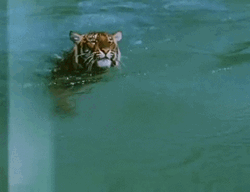Tiger Swimming Water Paws
