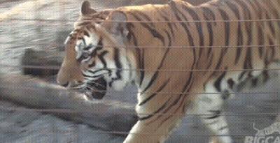 Tiger Walking Through Fence With GCA Logo GIF