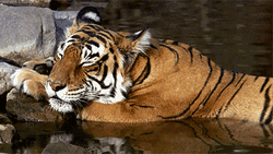 Tiger Water Sleeping