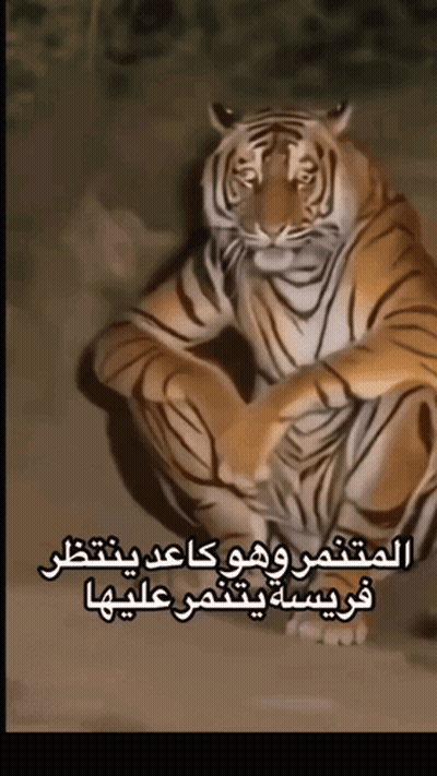 Tiger With Arabic Writing GIF