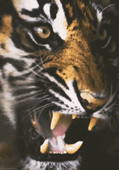 Tiger With Mouth Open GIF