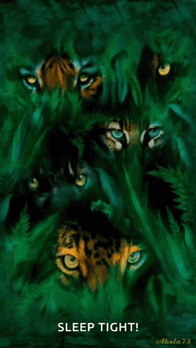 Tigers And Leopards Sleep Tight GIF