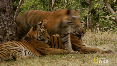 Tigers Lying In Grass With National Geographic Wild Logo GIF