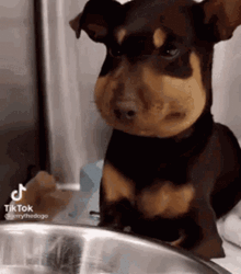 Tik Tok Dog Looking Around GIF