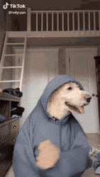 Tik Tok Dog Woah GIF