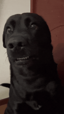 Tiktok Dog Awkward Dog GIF
