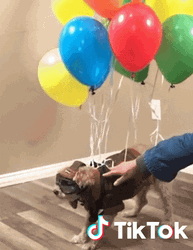 Tiktok Dog Flying With Balloons