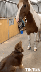 Tiktok Dog Horse Friendship