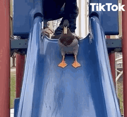 Tiktok Duck At Park Slides