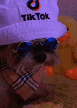 Tiktok Duckytheyorkie GIF
