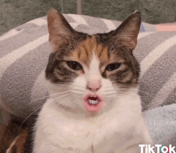 Tiktok Funny Face Cat GIF