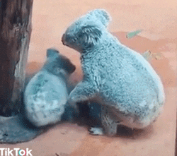 Tiktok Mom And Baby Koala