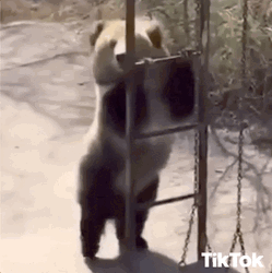 Tiktok Panda Dancing