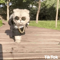 Tiktok Swagger Cat GIF